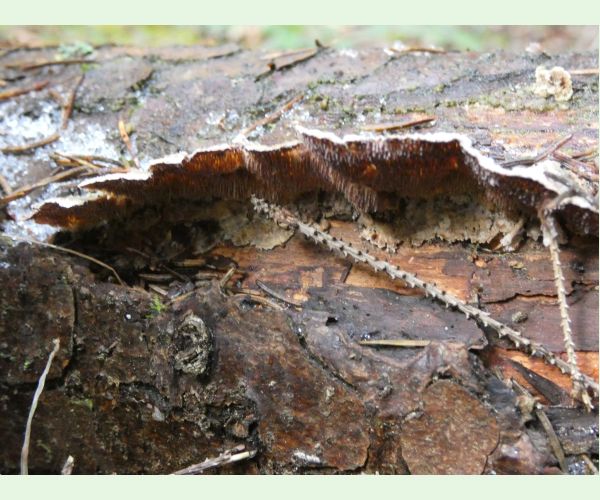 Trichaptum abietinum