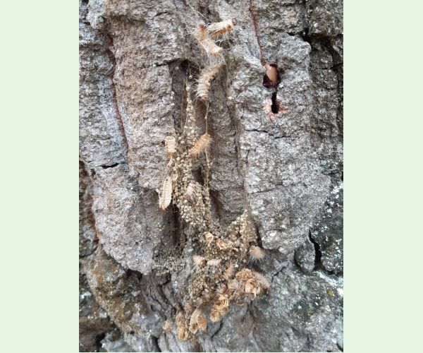 Thaumetopoea processionea