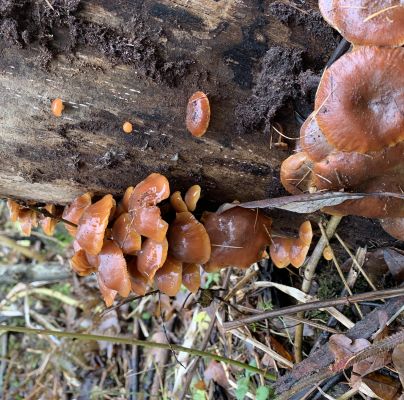 Flammulina velutipes