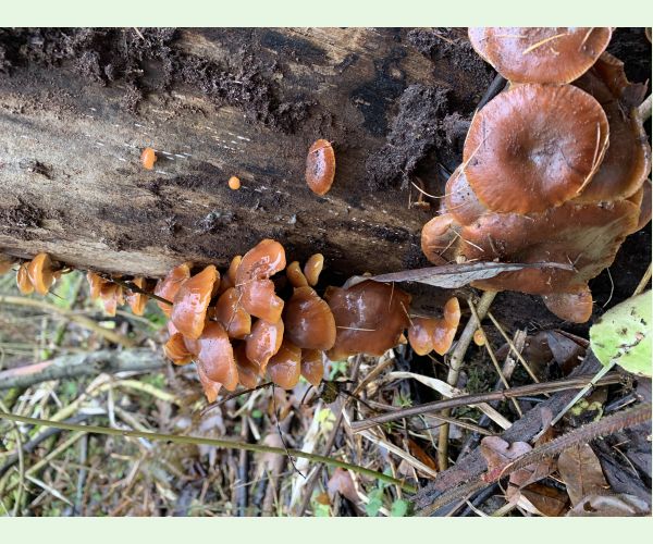 Flammulina velutipes