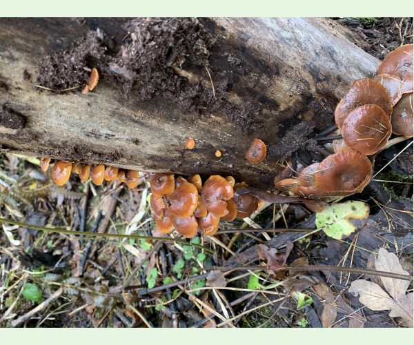 Flammulina velutipes