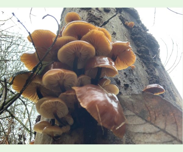 Flammulina velutipes