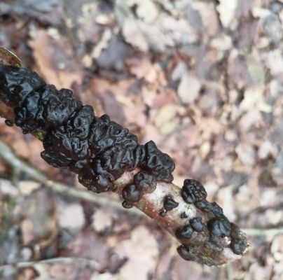 Exidia glandulosa