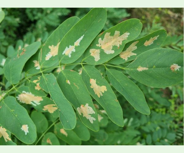 Parectopa robiniella