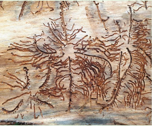 Pityogenes chalcographus