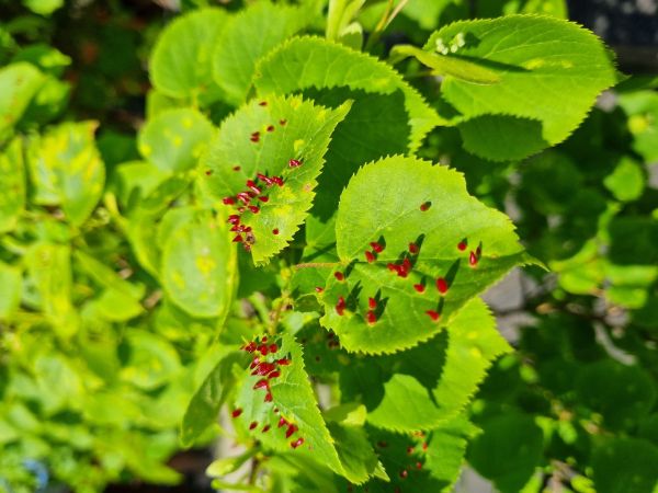 Gall mite Eriophyes tiliae