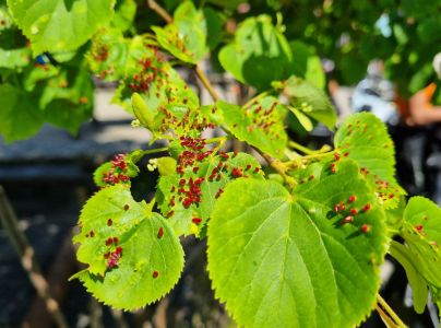 Roztoč Vlnovník lipový