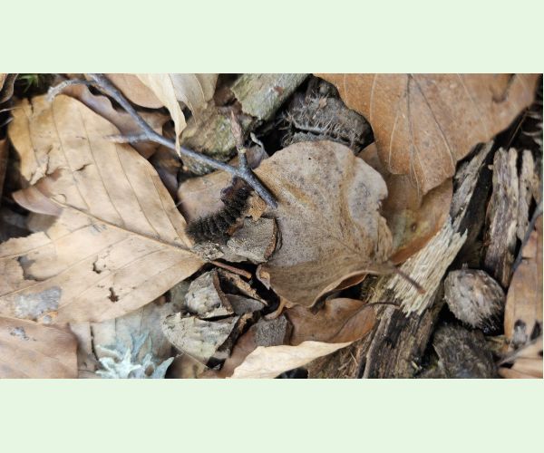 Amata (= Syntomis) phegea