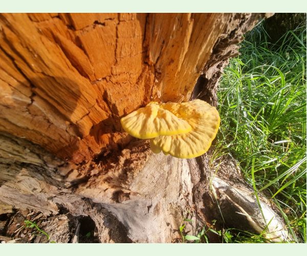Laetiporus sulphureus