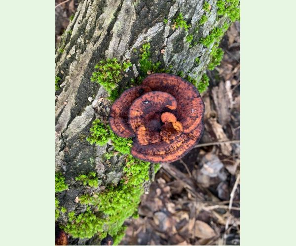 Daedaleopsis confragosa