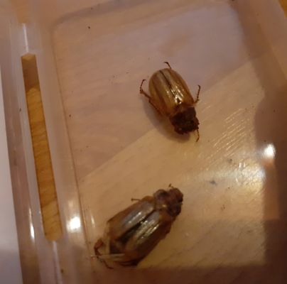 Amphimallon solstitiale