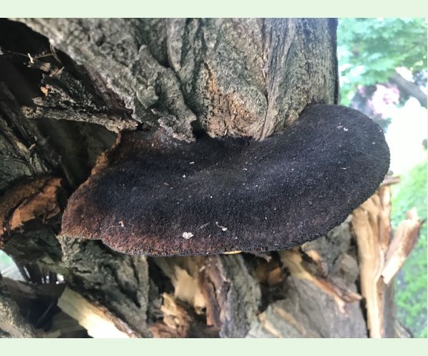 Inonotus hispidus