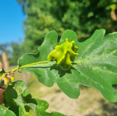 Andricus quercuscalicis