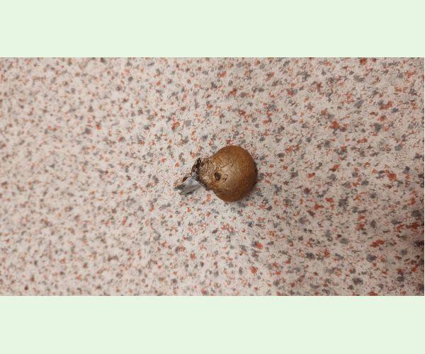 Piptoporus betulinus