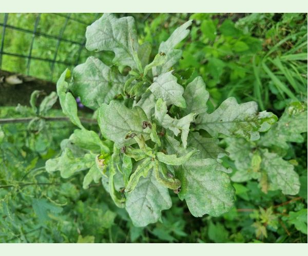 Microsphaera alphitoides