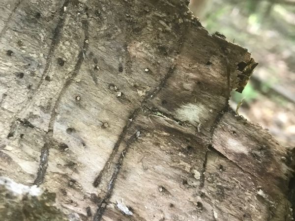Ash bark beetle