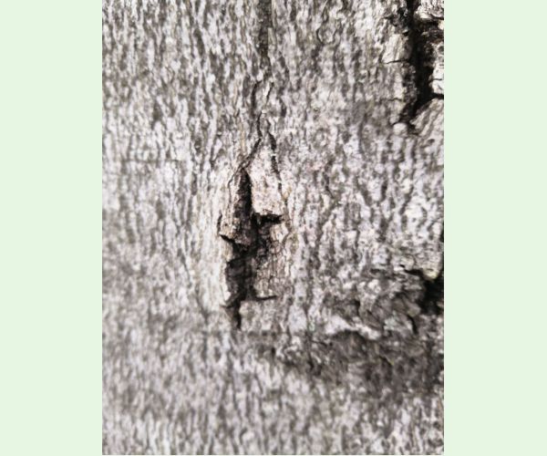 Taphrorychus bicolor