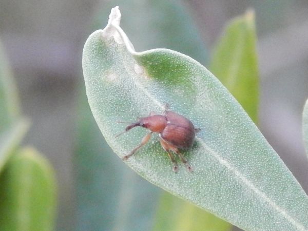 A - This species is not in the database yet