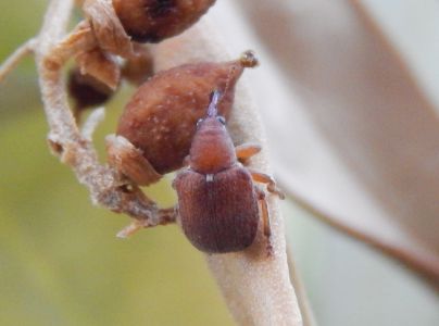 A - This species is not in the database yet