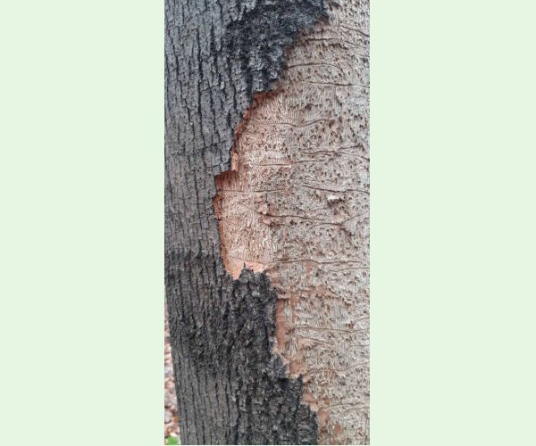 Hylesinus varius (=fraxini)