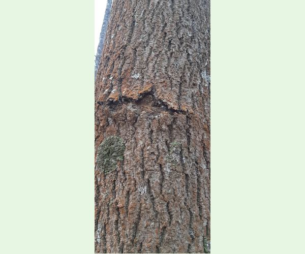 Hylesinus varius (=fraxini)