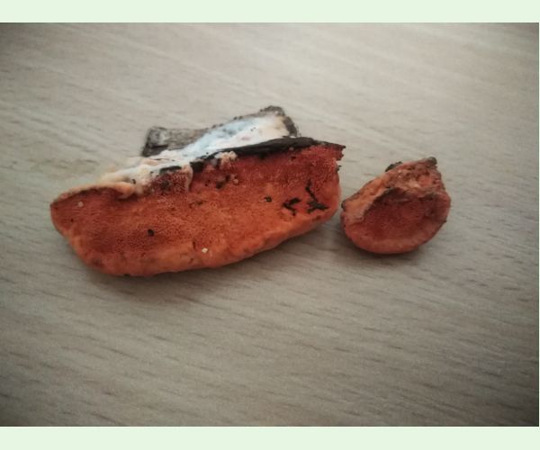 Pycnoporus cinnabarinus