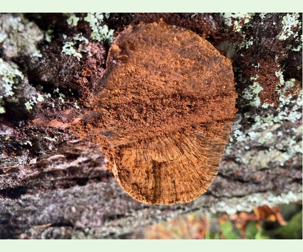 Phellinus hartigii