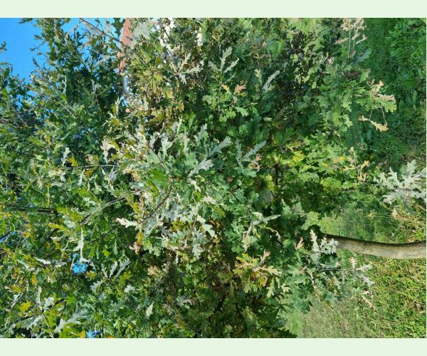 Microsphaera alphitoides