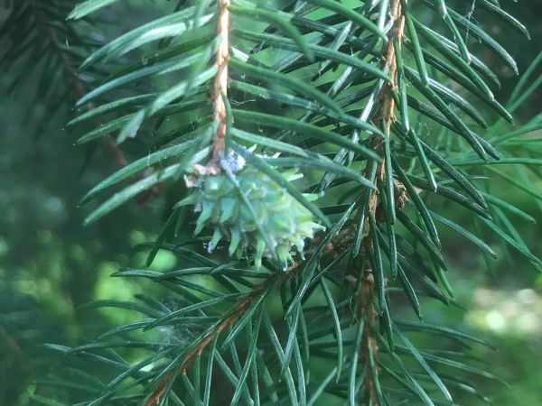 Blade spruce gall adelgid
