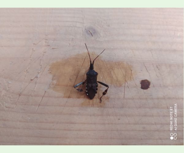 Leptoglossus occidentalis