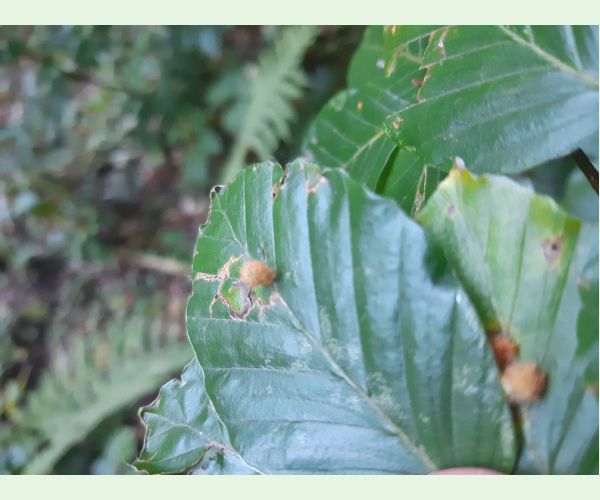 Hartigiola annulipes