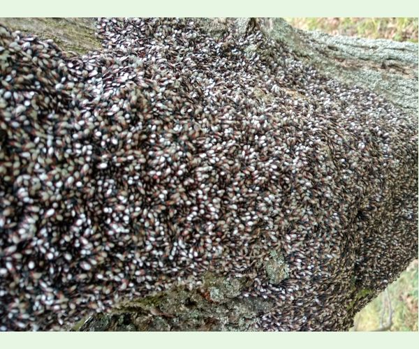 Oxycarenus lavaterae