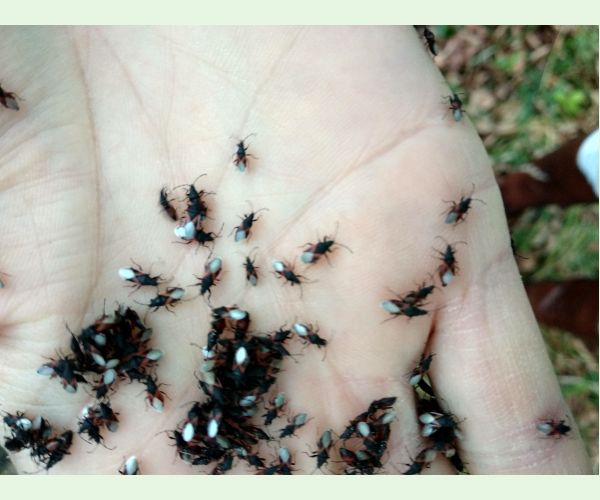 Oxycarenus lavaterae