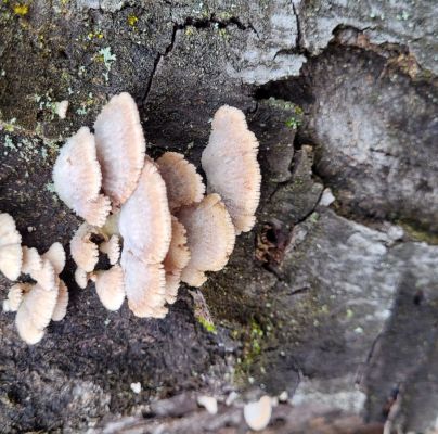 Schizophyllum commune