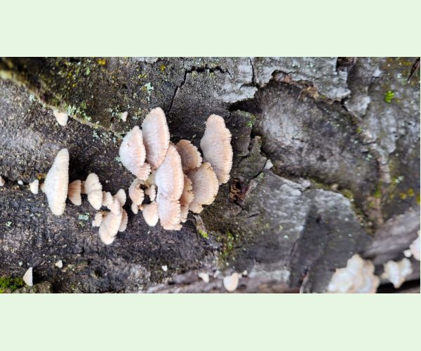 Schizophyllum commune