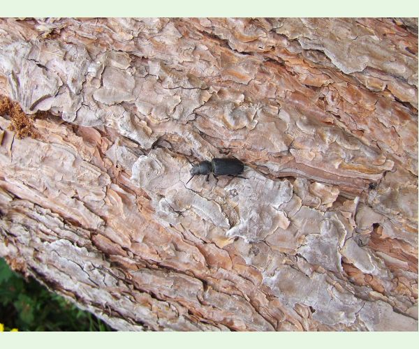 Spondylis buprestoides