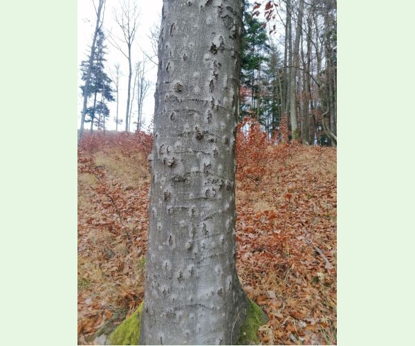 Taphrorychus bicolor