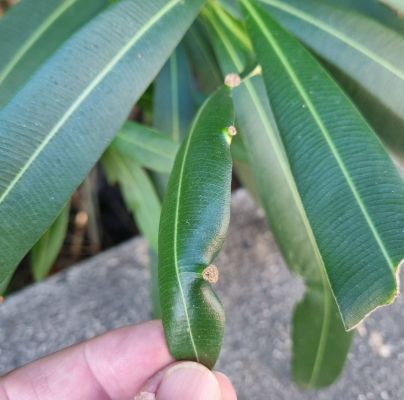 Oleander knot