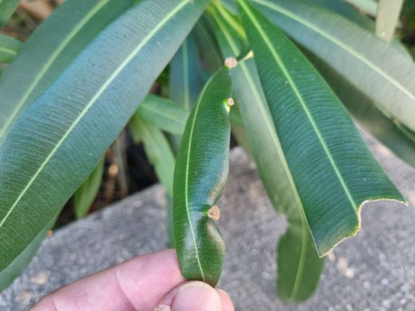 Oleander knot