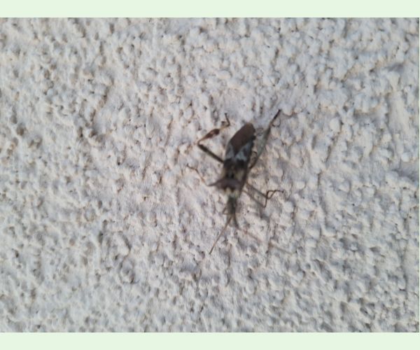 Leptoglossus occidentalis