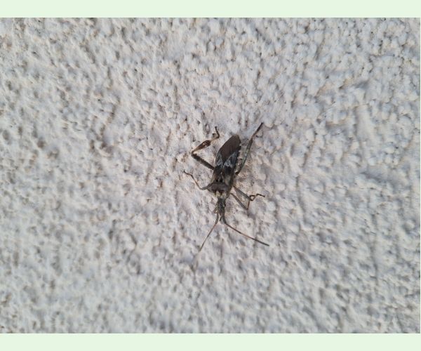 Leptoglossus occidentalis