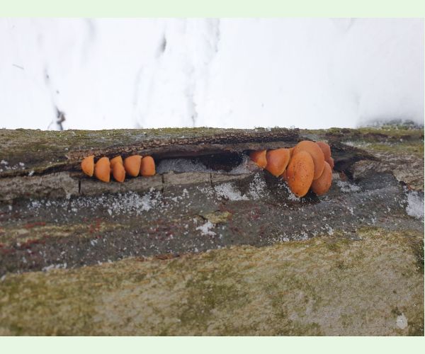 Flammulina velutipes