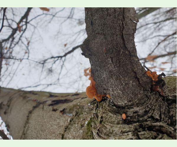 Flammulina velutipes