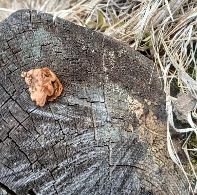 Gloeophyllum sepiarium