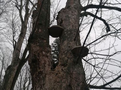 Práchnovec kopytovitý