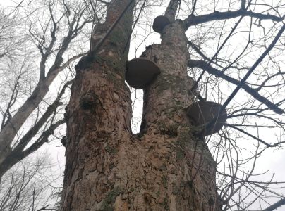 Práchnovec kopytovitý