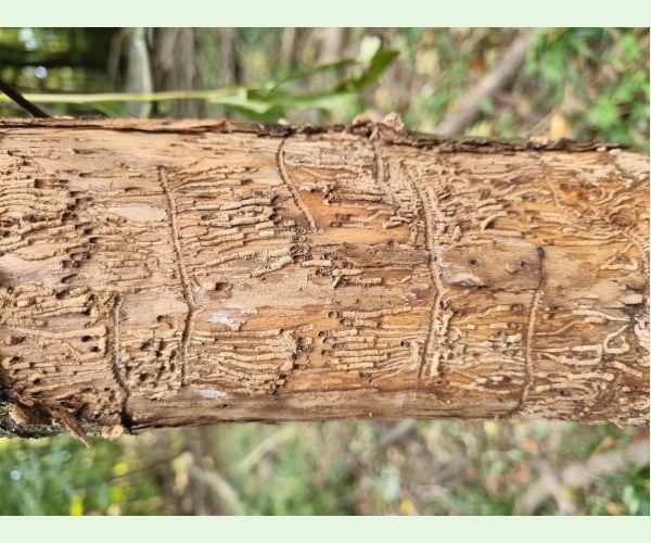 Hylesinus varius (=fraxini)