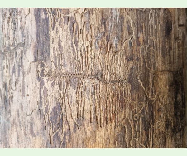 Hylesinus varius (=fraxini)