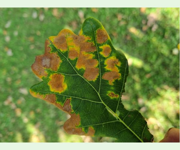 Neuroterus quercusbaccarum