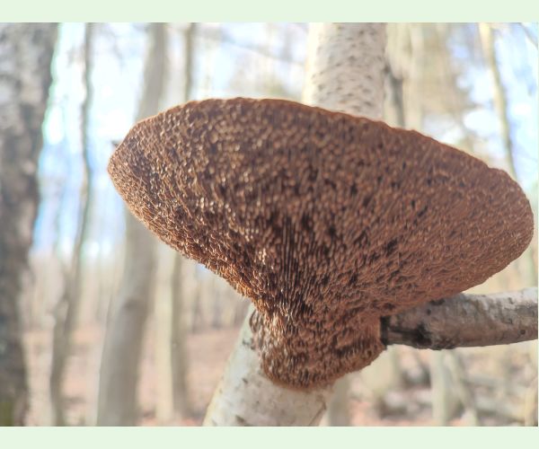 Daedaleopsis confragosa